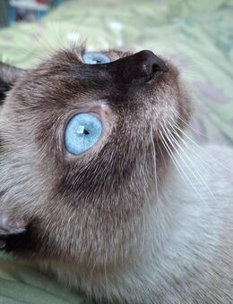 Siam Katze, Katzen Mädchen, weibchen - Allstedt