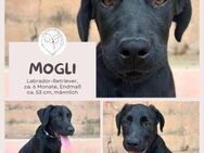 Mogli: Verspielter Labrador-Retriever - Brühl (Nordrhein-Westfalen)