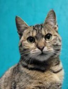 Giovanna zucht ein Liebevolles zu Hause - Rambin