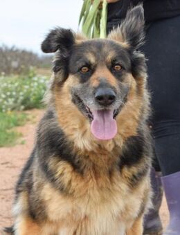 Poma verdient ganz viel Fürsorge.... - Laatzen