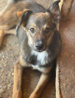 Süsser BALU sucht seine Familie - Neuberg