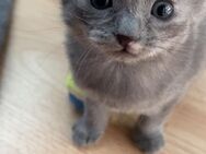 Bengal Mix kitten - Aschaffenburg
