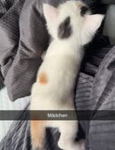 Kitten zum reservieren in 06333