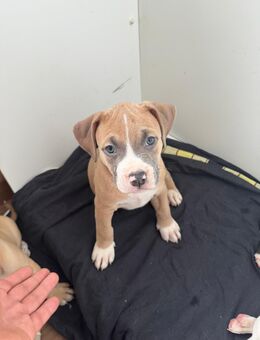 American Bully Mix - liebevolle Welpen suchen ein Zuhause - Hanau (Brüder-Grimm-Stadt)