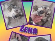Süße Zena möchte ausreisen! - Nürnberg