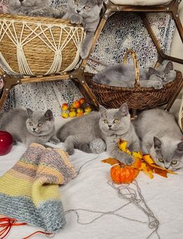 BKH Kitten mit Stammbaum. - Sömmerda
