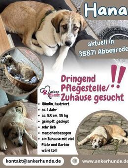 Hana sucht ihre Menschen 🐾🩷 - Freilassing