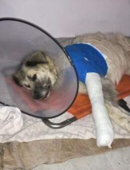 ZWEI - neue - VERKEHRS-OPFER........ - Kempen