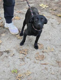 Liebevolles Hundemädchen CORA sucht♥️ - München