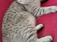 BKE 2 Katzen 🐱 Männchen und Weibchen - Stolberg (Rheinland, Kupferstadt)