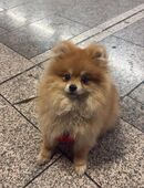 Zwergspitzhündin sucht ein zu Hause in 47051