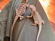 Bartagamen Pogona Vitticeps - Weiden (Oberpfalz)
