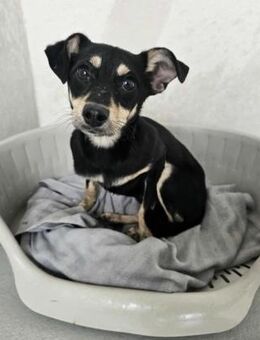 Fröhlicher Lian - Eichenzell