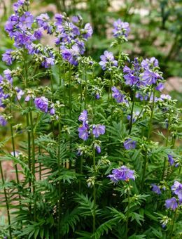 Samen blaue Himmelsleiter Jakobsleiter Polemonium caeruleum - Euskirchen