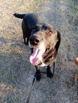 Milo - sanfter Riese - Philippsburg