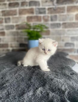 BKH kitten - Gronau (Westfalen)