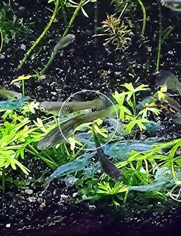 Blue Pearl, Zwerggarnele, reinerbig, ab 1,70€, Versand/ Abholung - Mechernich