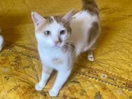 Teddy, kleiner Kuschelbär, 1 Jahr - Vaterstetten
