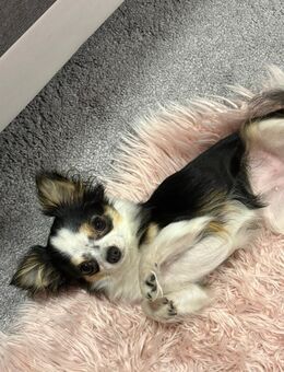 Chihuahua Hündin Nelly sucht ein liebevolles zu Hause - Lachendorf