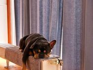Französische Bulldogge Hugo sucht sein neues zu Hause - Hannover