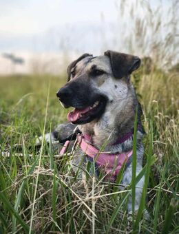 Gracy - hat ein Herz aus Gold - Elsdorf (Nordrhein-Westfalen)