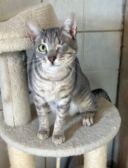 FiV + Kater Grey aus dem Tierschutz - Grevenbroich