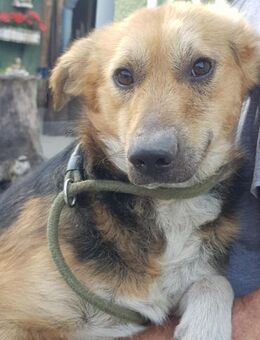 Treue Seele Benno sucht seine Menschen - Großefehn