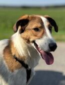 Meyra 62 cm (Pflegestelle) in 57647