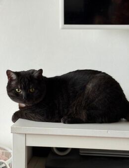 Britisch Kurzhaar katze - Krefeld