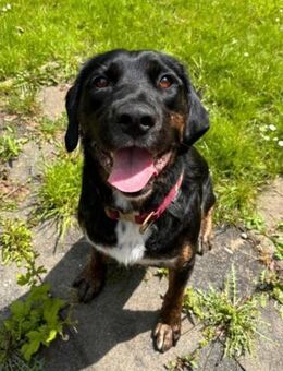 Leo 💗 wartet in 84524 Neuötting - Hamburg