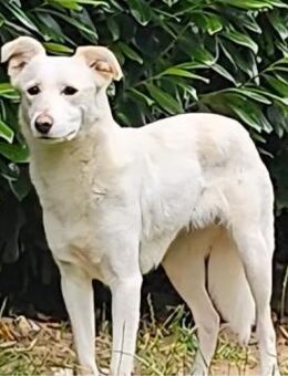 ALBA , zarter und nervöser Rohdiamant - Weiterstadt