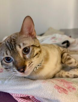 Snow Lynx Bengal Deckkater – Kion - Grevenbroich Zentrum