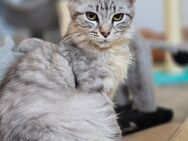 Maine Coon Kater - Osterode (Harz)