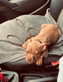 American Bully Hündin in liebevolle Hände abzugeben! - Warendorf
