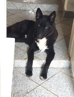 FINN - junger verschmuster Schäferhund - Kempen