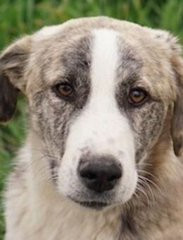 Xabi, geb. ca. 07/2023, Griechenland - Euskirchen