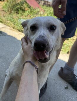 Pepe - wer sieht sein großes Herz? - Köln