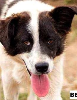 Rüde Bert sucht liebe Menschen - Neuhausen (Fildern)