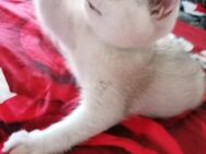 Reinrassige BKH Kitten.Abholbereit. - Geislingen (Steige)