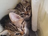 Katzenkitten Hauskatze - Windeck
