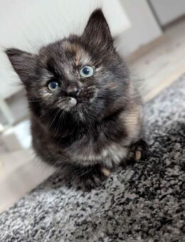 ✨ 1 zuckersüßes Britisch-Longhair-Mix-Kätzchen ✨ - Drolshagen