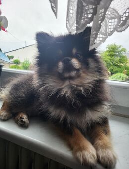Pomeranian, black tan , Rüde 2 Jahre - Landscheid
