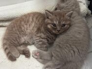 Reinrassige BKH Kitten suchen ein liebevolles Zuhause - Augsburg