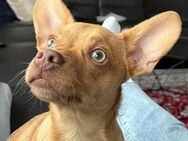 Chihuahua/französische Bulldogge Mischling zu vermitteln - Köngen
