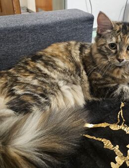 Maine Coon Katzse - Kassel