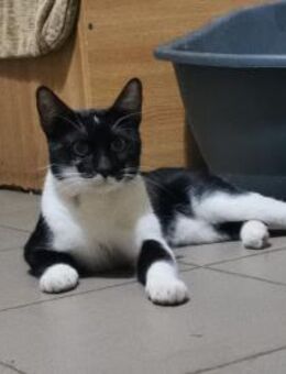 Kater PIRAT - Köln