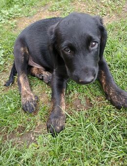 Labrador golden Retriever Welpen - Burgebrach