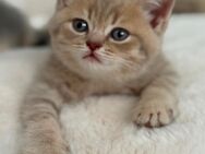 Zuckersüße BKH-Kitten suchen liebevolles Zuhause - Essen