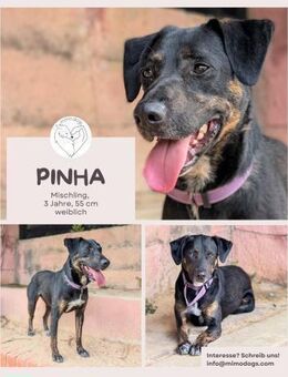 Pinha - Herzenshündin auf vier Pfoten - Brühl (Nordrhein-Westfalen)