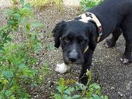 Betty wünscht sich Liebe - Höchst (Odenwald)